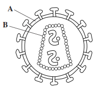 <p>The diagram shows the human immunodeficiency virus (HIV) </p><p>Name <strong>A </strong>and <strong>B </strong>(2) </p>