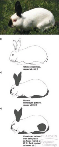<p>is completely dominant over the albino allele.</p>