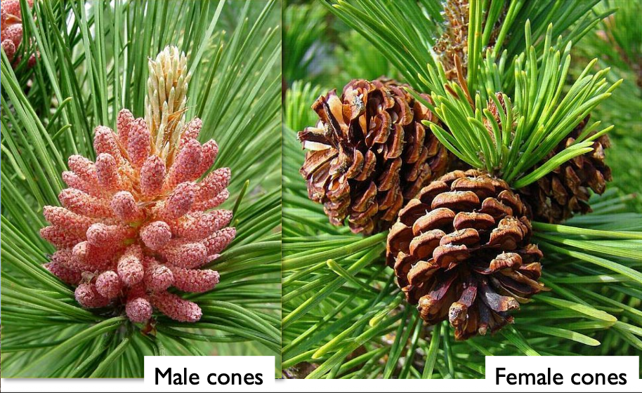 <p>Pine is bisexual. Pine has male and female cones in the same tree.</p>