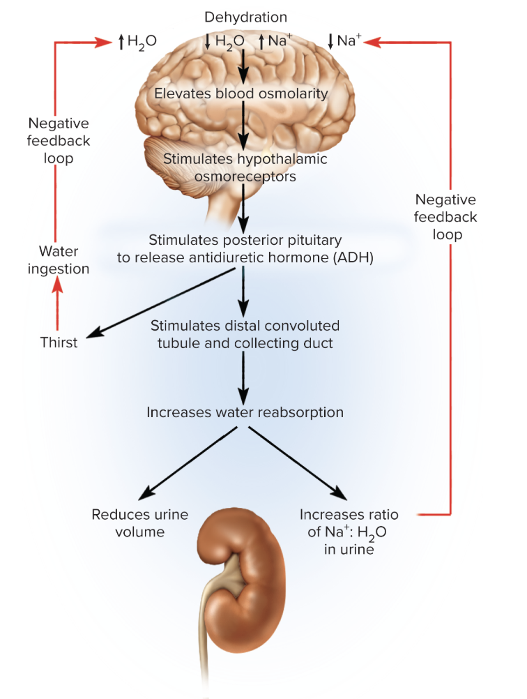 <ol><li><p>increased osmolarity of blood stimulates hypothalamic osmoreceptors - stimulate posterior pituitary to release ADH</p></li><li><p>cells of collecting ducts of kidneys synthesize aquaporins </p><ol><li><p>serve as channels that allow water to diffuse out of duct into hypertonic tissue fluid of renal medulla </p></li></ol></li><li><p>kidneys reabsorb more water and produce less urine </p></li><li><p>sodium continues to be excreted so the ratio of sodium to water in urine increases (urine becomes more concentrated)</p></li></ol><p></p>
