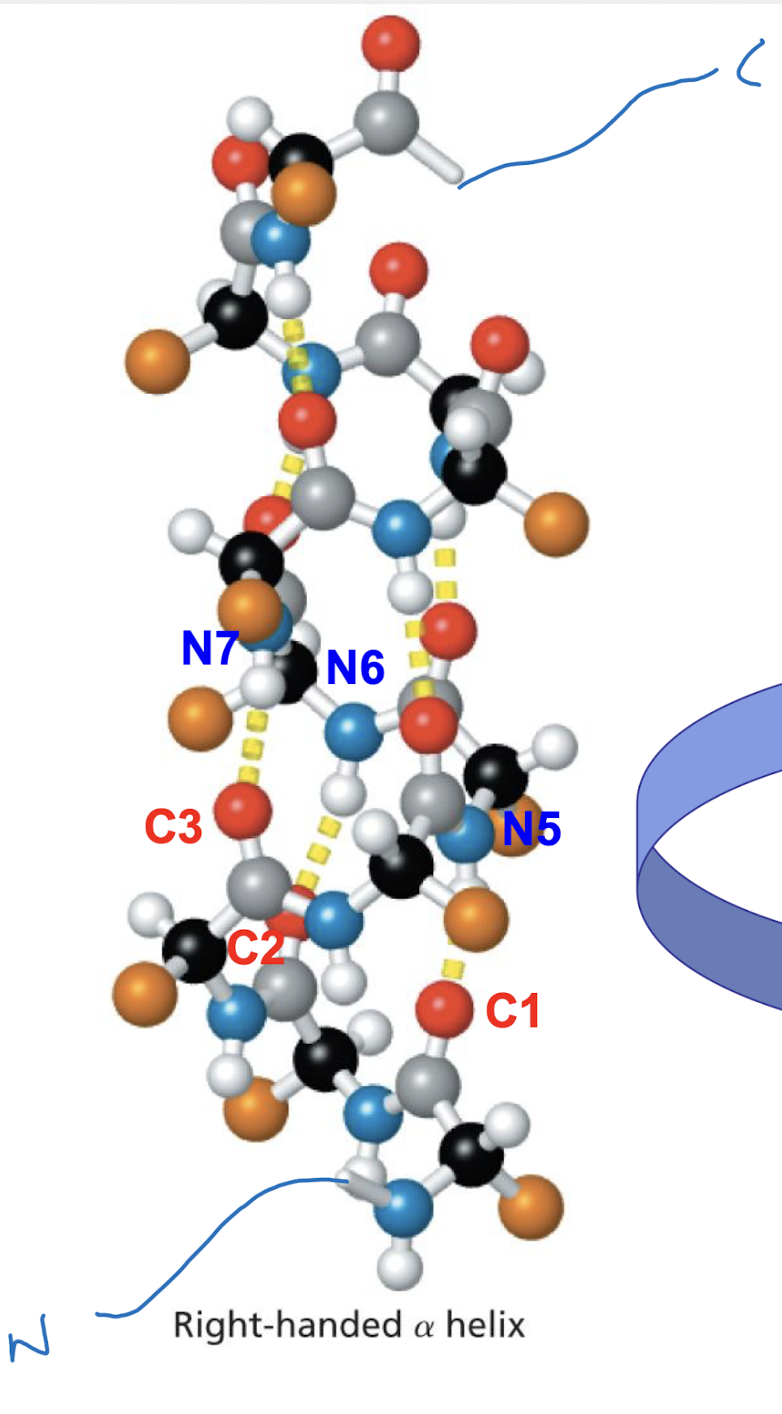 <p>Carbonyl oxygen of each residue forms an H bond with the backbone amino group 4 residues downstream: C1-N5, C2-N6, etc.</p><p>First 4 NH groups at N terminus and last 4 carbonyls at C terminus are not involved so that they can bond with other groups</p>