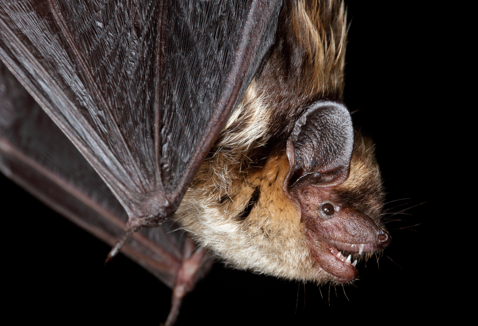 <p><span>Kroppslängd&nbsp;54–64 mm</span></p><p><span>underarm&nbsp;37–44 mm</span></p><p><span>vingspann&nbsp;240–280 mm </span></p><p></p><p><span>Vanlig art</span></p>