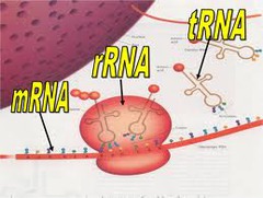 <p>single stranded, uracil instead of thymine, ribose instead of deoxyribose, has many different shapes</p><p>3 types of RNA:</p><p>1. rRNA- ribosomal, skeleton of ribosomes</p><p>2. mRNA- messenger, feeds into translation</p><p>3. tRNA- transfer, carries AA to ribosomes</p><p>3 more types of RNA:</p><p>1. hnRNA- heterogeneous nuclear, in nucleus, mix of introns and exons</p><p>2. miRNA- micro, used for RNA silencing and post transcriptional regulation</p><p>3. siRNA- small interfering, synthetic RNA designed to degrade mRNA</p>