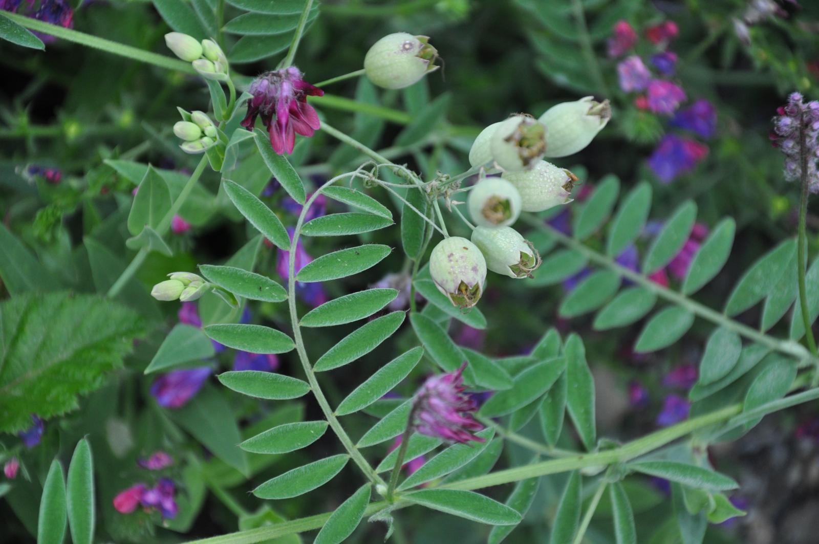 <p>A climbing or sprawling vine with many thin leaflets and purple, pink, or white pea-like flowers that develop into pod-like seed pods.</p>