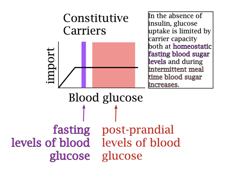 <p><em>In the absence of insulin,</em> glucose uptake is limited by carrier capacity both at homeostatic fasting blood sugar levels and during intermittent meal time blood glucose levels. </p><p>Note: BOTH ARE AT VMAX! The machinery present in your cells when you are at fasting levels of blood sugar could not accommodate more intake. The import carriers present on the surface of the cells are working as fast as they can even at fasting glucose levels.</p><p></p><p>Postprandial = After a meal</p>