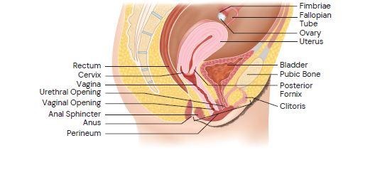 <p>Vagina is a canal that starts at the vaginal opening and extends up and tilts slightly backward toward the base of the spine, in unaroused state its like a deflated balloon, expands when aroused</p>