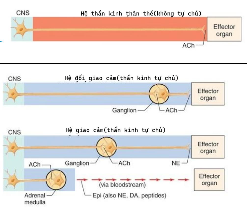 <p>2 cái khác nhau ở sợi vận động(ly tâm)</p><p>Hệ thần kinh thân thể sợi vận động không đi qua hạch thần kinh</p><p>Hệ thần kinh tự chủ thì sợi vận động đi qua hạch thần kinh</p>