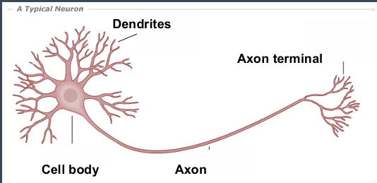 <p>At the <strong>end of the axon</strong>, where it sends messages to the next cell.</p>