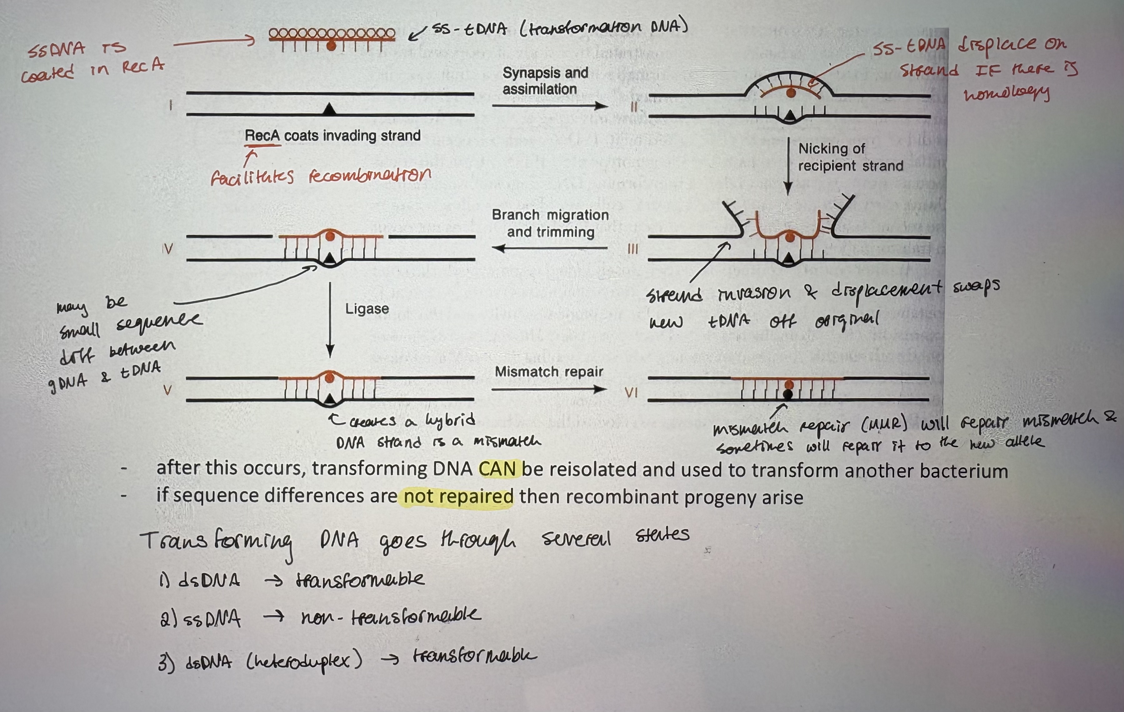 <p>Mechanism of transformation </p>