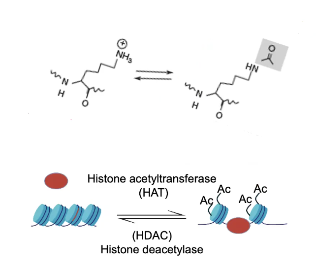 <p>Associated with Transcriptional Activity</p><p></p><p>Is controlled by HISTONE ACETYLTRANSFERASE (HAT) and HISTONE DEACETYLASE (HDAC) enzymes</p><p></p><p>Compaction occurs when the Positive Lysine residues on the N-Terminal tails of the Histones interact with the negatively-charged DNA</p><p>→ Addition of an acetyl group neutralizes the positive charge on lysine, uncompacts DNA</p><p>→ Thus opens up DNA and allows transcription to occur</p><p></p><p>Acetylation can recruit additional proteins</p><p>→ Some protein domains are “readers” of histone modifications. I.e. BROMODOMAINS (BD) which bind acetylated lysine residues</p><p>→ CBP is a TF and a HAT (therefore a writer) that also has a BD (a reader)</p><p></p>