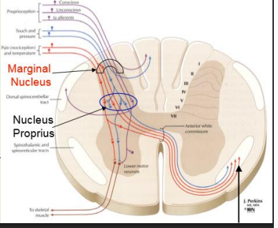 <p>Pain is transmitted from primary afferent axons to the spinal</p><p>cord dorsal horn (marginal nucleus or nucleus proprius)</p><p></p><p>Throughout the length of the spinal cord, projection neurons are concentrated in the marginal nucleus and nucleus proprius of the dorsal horn</p><p></p><p>Primary order neurons synapse with secondary neurons </p><p>Axons of second-order neurons cross the midline and join other axons that also carry pain sensation </p><p></p><p>These axons form the Spinothalamic tract</p>