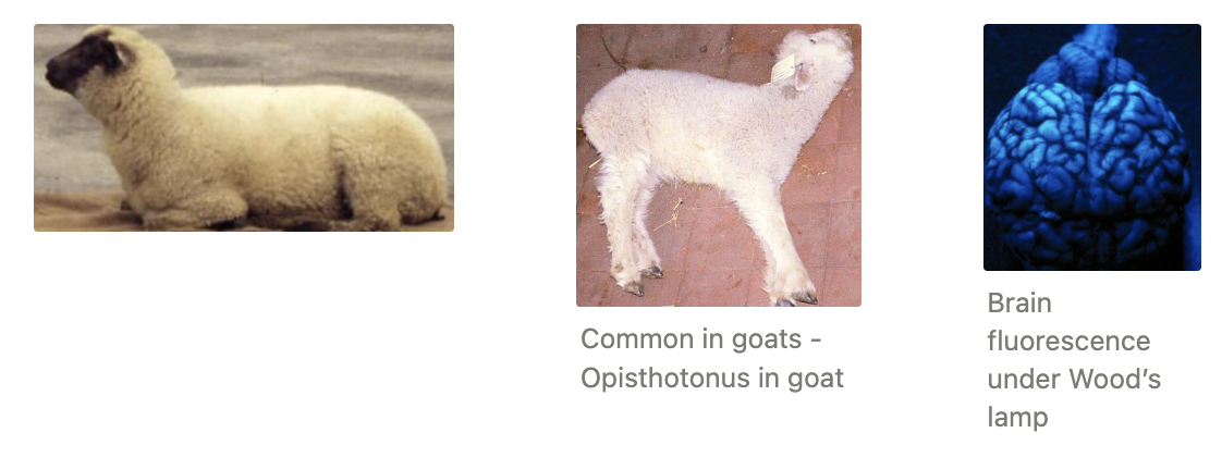 <p><u>Clinical Signs:</u></p><ol><li><p>INITIAL: Apparent blindness and isolation (no response to humans)</p></li><li><p>Nystagmus</p></li><li><p>± Dog-sitting with head back (“star gazing”) to relieve pressure from cerebral oedema</p></li><li><p>→ Lateral recumbency, opisthotonos, seizures and death (3d progression)</p></li></ol><p><u>Treatment:</u> Rapid response to IV vitB1 → IM</p><p><u>Prognosis:</u> Excellent (if treated before irreversible cerebral necrosis)</p><ul><li><p>Response to treatment aids diagnosis</p></li></ul><p></p>