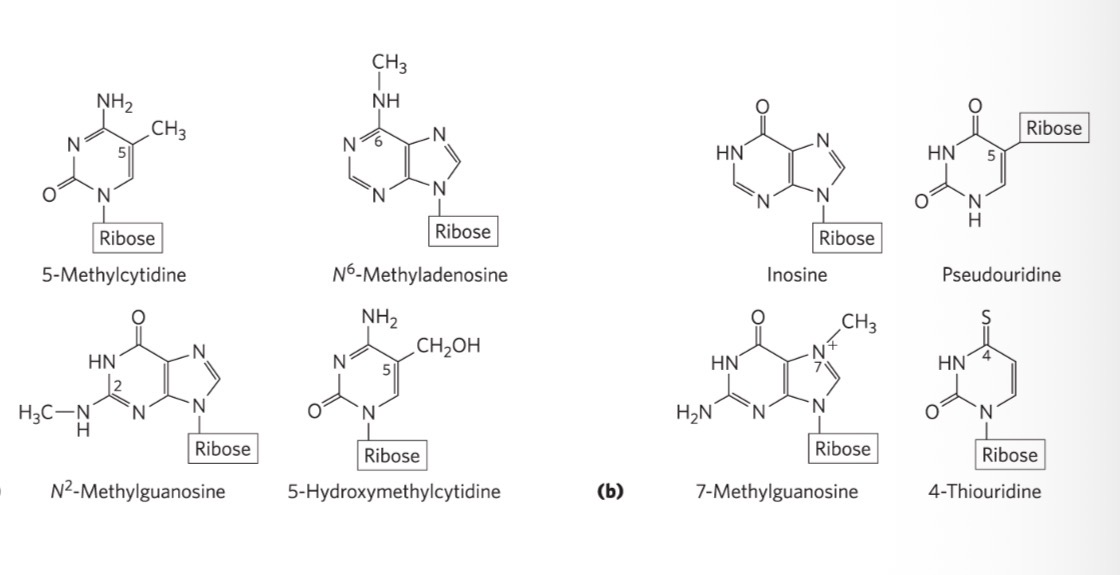 <p>Methylated forms most common in DNA </p>