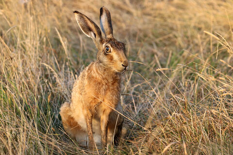 <p><span>has very long black-tipped ears; large, long, powerful hind legs. They are much redder than their counter-parts, and with a black-topped tail. There is yellow flecking to the fur.</span></p>