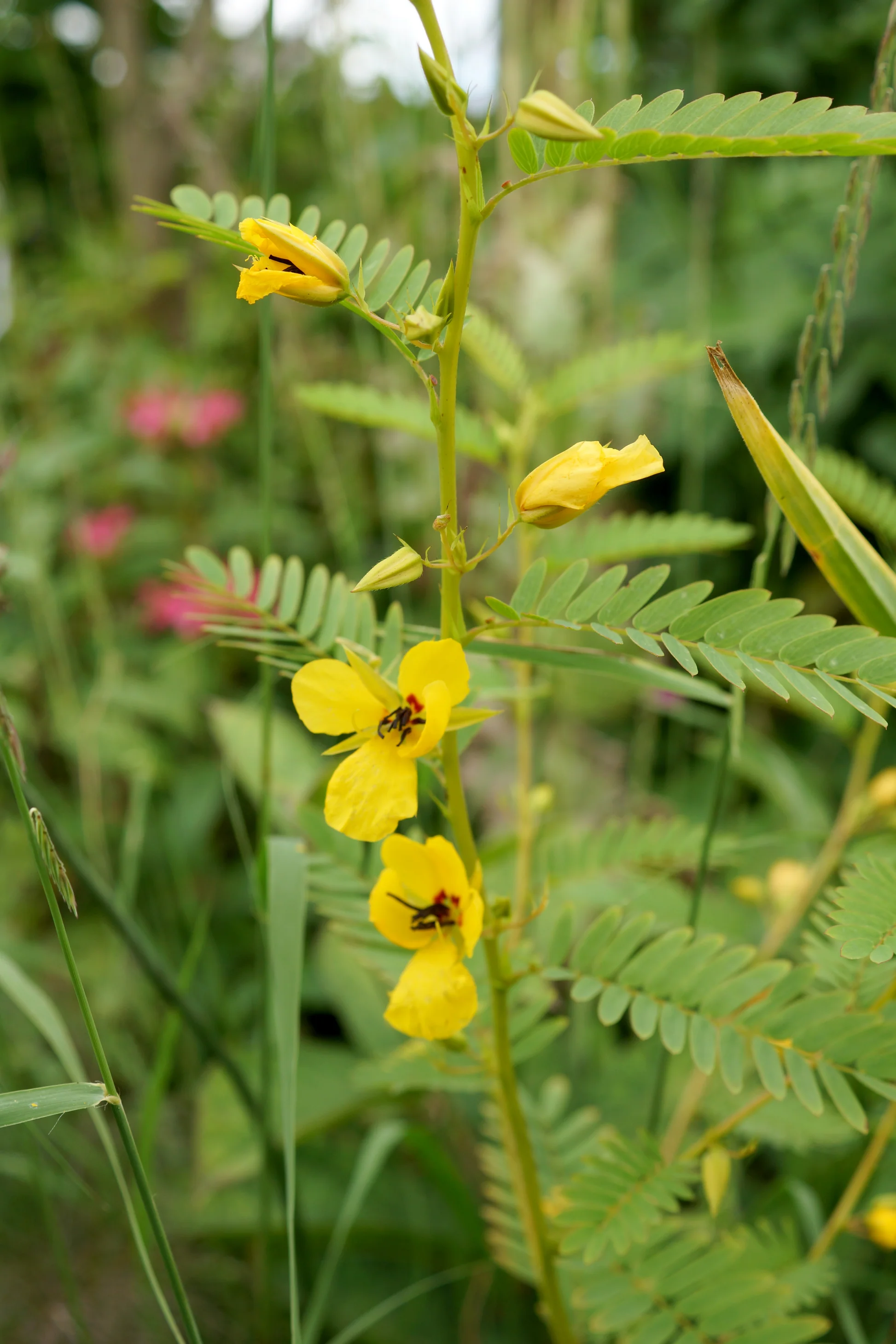 <p>Chamaecrista fasciculata</p>