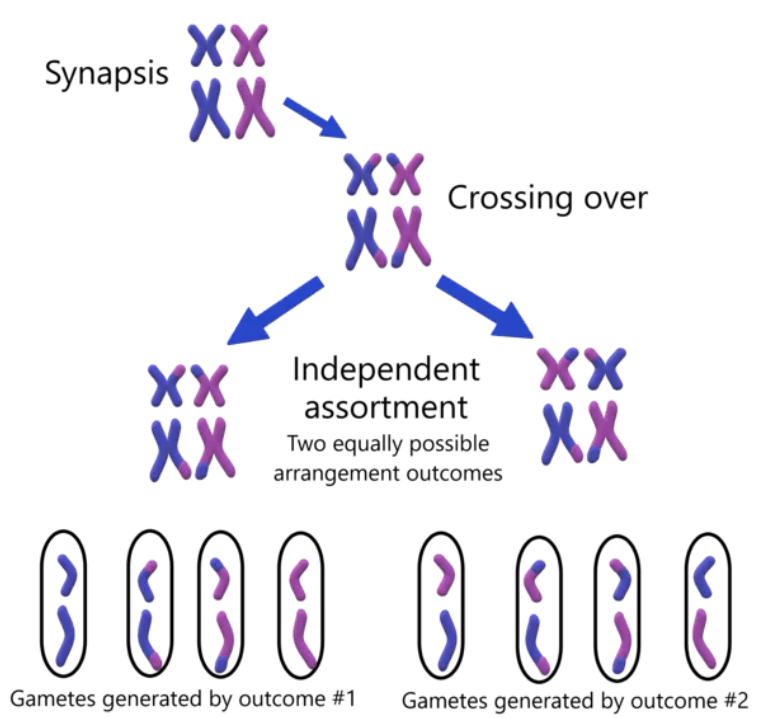<ul><li><p>Independent assortment </p></li><li><p><span>Homologous chromosome pairs randomly line up at the cell equator</span></p></li><li><p><span>Random whether maternal/paternal chromosome faces either cell pole</span></p></li><li><p><span>The orientation of one homologous pair doesn’t affect another pair</span></p></li><li><p><span>Alleles carried on each chromosome are independently distributed into different secondary spermatocytes or secondary oocytes</span></p></li></ul><p></p>