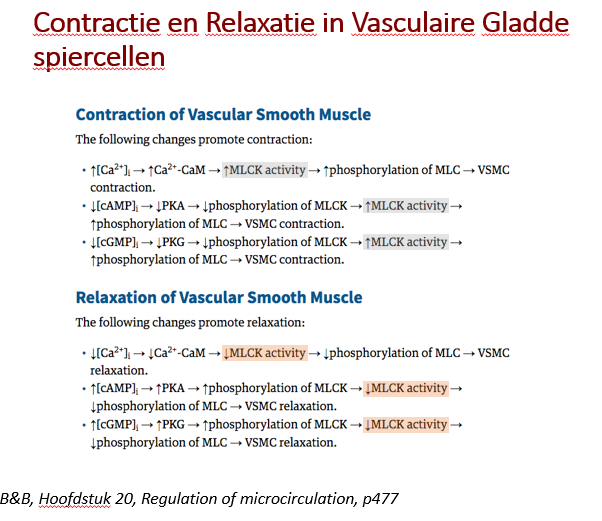 <p><span>In de vasculaire gladde spiercellen hebben we dus de afhankelijkheid van Ca2+, maar ook de afhankelijkheid van de contractiele status van cAMP en cGMP.</span></p><p style="text-align: left;"><span>-</span></p><p style="text-align: left;"><span>Verlaagt cAMP gehalte zorgt voor meer kinase activiteit.</span></p><p style="text-align: left;"></p><p style="text-align: left;"><span>Verhoogt cAMP gehalte zogt voor een lagere kinase activiteit.</span></p><p style="text-align: left;"><span>-</span></p><p style="text-align: left;"><span>Een lger Ca2+ conc zorgt vor een mindere kinase activiteit.</span></p><p style="text-align: left;"><span>-</span></p><p style="text-align: left;"><span>Vor cAMP en cGMP is het dus omgekeerd als voor het Ca2+ niveau.</span></p><p style="text-align: left;"></p><p style="text-align: left;"><span>Stijging van Ca2+ zorgt voor contractie.</span></p><p style="text-align: left;"><span>Stijging van cAMP en cGMP werkt de contractie tegen, omdat het de MLCK acitviteit inhibeerd / MLCP activiteit stimuleert.</span></p><p style="text-align: left;"><span>———</span></p><p style="text-align: left;"><span><strong><em>WETEN DAT CAMP EN CGMP TEGENGESTELD ZIJN AAN EFFECT VAN CA2+.</em></strong></span></p>