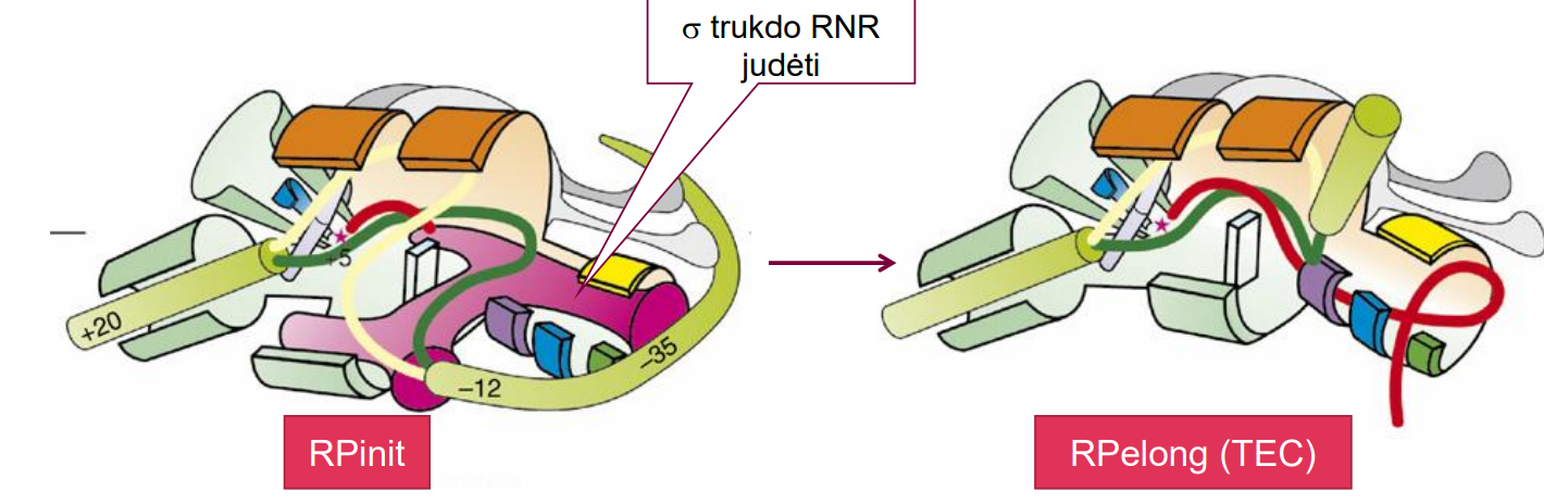 <ul><li><p>Disocijavus sigma veiksnys, įvyksta erdviniai pokyčiai.</p></li><li><p>Transkripcijos kompleksas RPelong, arba TEC palieka promotorių  ir vykdo procesyvią RNR sintezę, lengvai juda į priekį</p></li><li><p>RNAP sąveika su DNR stipri, RNR sintezė vyksta, kol nepasiekiama terminacijos sritis</p><ul><li><p>Fermentas disocijavus nuo DNR matricos anksčiau, nei pasiekiama terminacijos sritis, transkripcija nutrūksta</p></li><li><p>RNR polimerazės <strong>nebegali toliau prisijungti ir ilginti atsipalaidavusių transkriptų (</strong>Nutrūkusi DNR sintezė tęsiama, o nutrūkusi RNR sintezė - ne)</p></li></ul></li><li><p>Kai transkripcijos kompleksas palieka promotorių, prie promotoriaus gali prisijungti kitas RNR Pol holofermentas</p></li><li><p>Inicijacijos proceso greitis lemia, kaip greitai bus pradėta ilginti grandinė ir polimerazė paliks promotorių</p></li></ul><p></p>