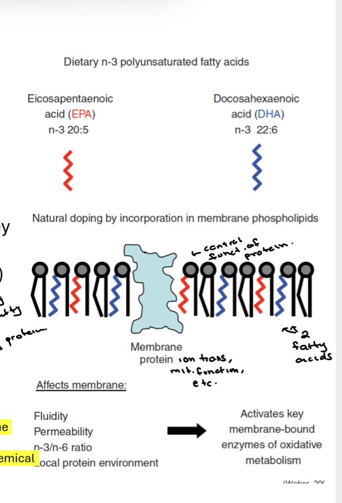 <p>Incorporation of dietary n-3 PUFA in membrane phospholipids </p><p>Change in membrane fluidity, alters local molecular env of key membrane proteins - CPT, NA/K+ATPase and Ca/Mg ATPase which increases function/rate of rxn and muscle function </p>
