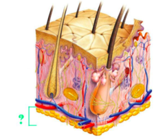 <p>identify the indicated region of the integument</p>