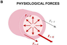 <p>Physiological forces acting on blood vessels resulted from the blood pressure and flow and surrounding tissues: radial force resulted from the blood pressure, longitudinal force resulted from the blood pressure, tangential force resulted from the blood flow, longitudinal force resulted from the tethering</p>