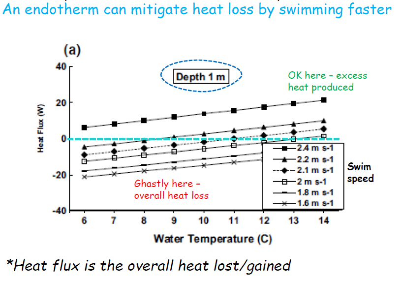 <ul><li><p>Ambient temperature changes with place, depth and season</p></li><li><p>Heat loss predicted to vary with water temperature </p></li><li><p>Heat production varies with (swim) speed </p></li><li><p>Heat loss also increases with depth because insulation decreases</p></li></ul><p></p>
