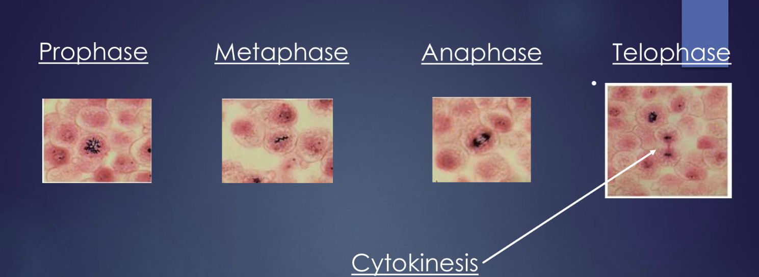 <p>Identify the phases of mitosis under the microscope </p>