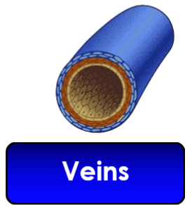 <p>blood vessel: veins</p>