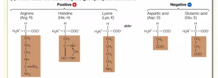 <p>What are the characteristics of Strongly Hydrophilic Amino Acids?</p>