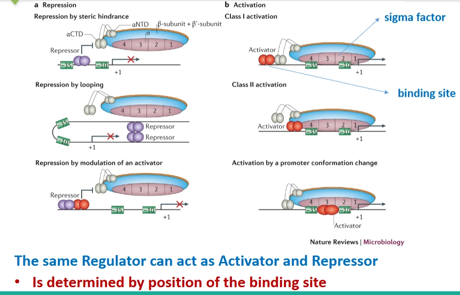 <p>→ laat zien hoe eiwitten (regulatoren) fysiek op het DNA binden om RNA-polymerase (geholpen door de <strong>sigma factor</strong>) tegen te houden of juist te helpen:</p><ul><li><p><strong>Repression (Onderdrukking/UIT-schakelaars):</strong></p><ul><li><p><em>Steric hindrance:</em> Een <strong>repressor</strong> gaat fysiek boven op de promotor zitten. De RNA-polymerase kan er simpelweg niet langs (<em>blokkade</em>).</p></li><li><p><em>Looping:</em> Twee repressors binden aan het DNA en trekken het DNA in een lus, waardoor de promotor onbereikbaar wordt.</p></li></ul></li><li><p><strong>Activation (Activering/AAN-schakelaars):</strong></p><ul><li><p><em>Class I & II activation:</em> Een <strong>activator</strong> bindt vlak voor de promotor en trekt de RNA-polymerase fysiek aan om te helpen starten.</p></li></ul></li><li><p><strong>Cruciale opmerking:</strong> <em>The same Regulator can act as Activator and Repressor.</em> Eén en hetzelfde eiwit kan voor gen A een activator zijn, en voor gen B een repressor. Dit wordt puur bepaald door de <strong>positie van de bindingssite</strong> ten opzichte van de promotor!</p></li></ul><p></p>