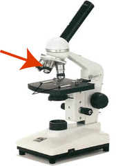 <p>This objective lens provides the lowest magnification, 4 x</p>