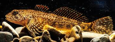 <p><strong>Sculpins</strong></p><ul><li><p><em>ID:</em> Large head, bottom-dwelling</p></li><li><p><em>Ecology:</em> Cold streams</p></li><li><p><em>Uses:</em> Forage species; indicators of clean water</p></li></ul><p></p>