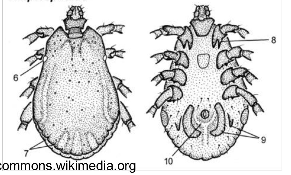 <p>What is the species name of this in family Ixodidae</p>