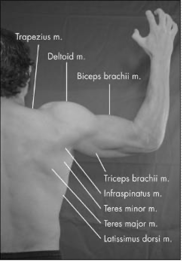 <p>Latissimus Dorsi</p><p>Teres Major </p><p>Infraspinatus </p><p>Teres Minor </p>