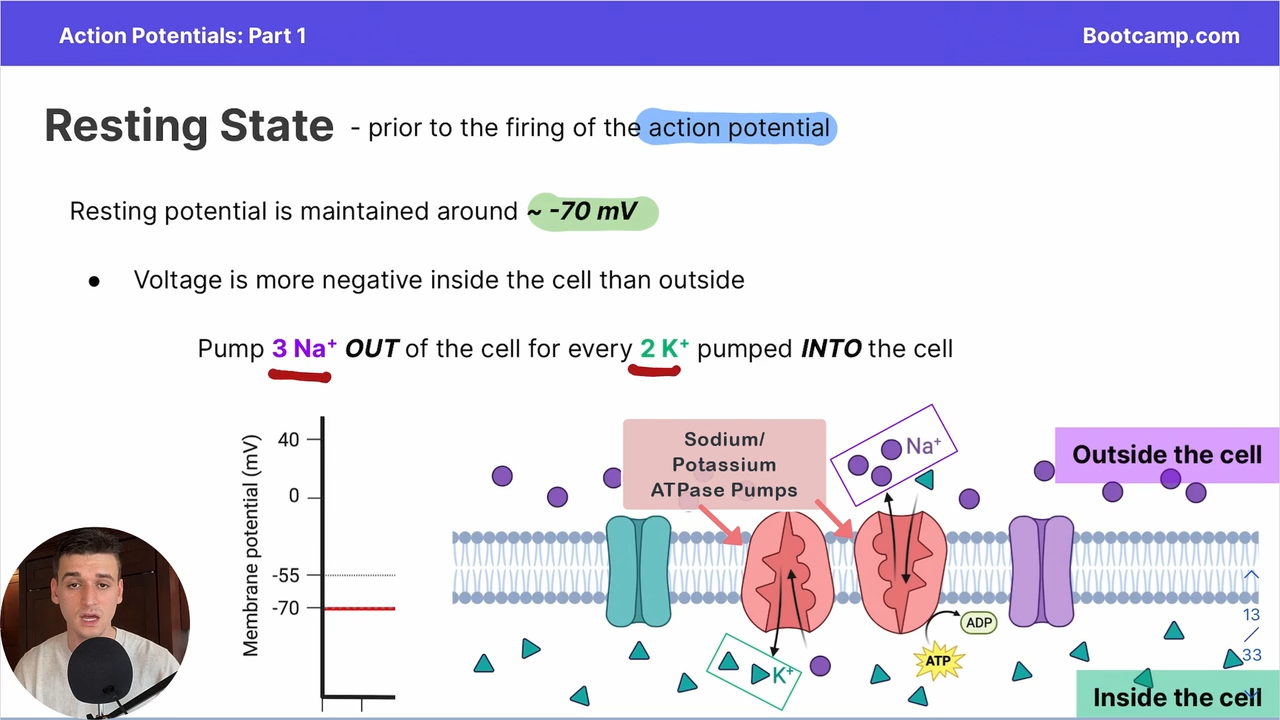 <p>SALTED BANANAS </p><p>3 Na+ out  2K+ in </p><p></p><p>using sodium potassium ATPase pumps </p>