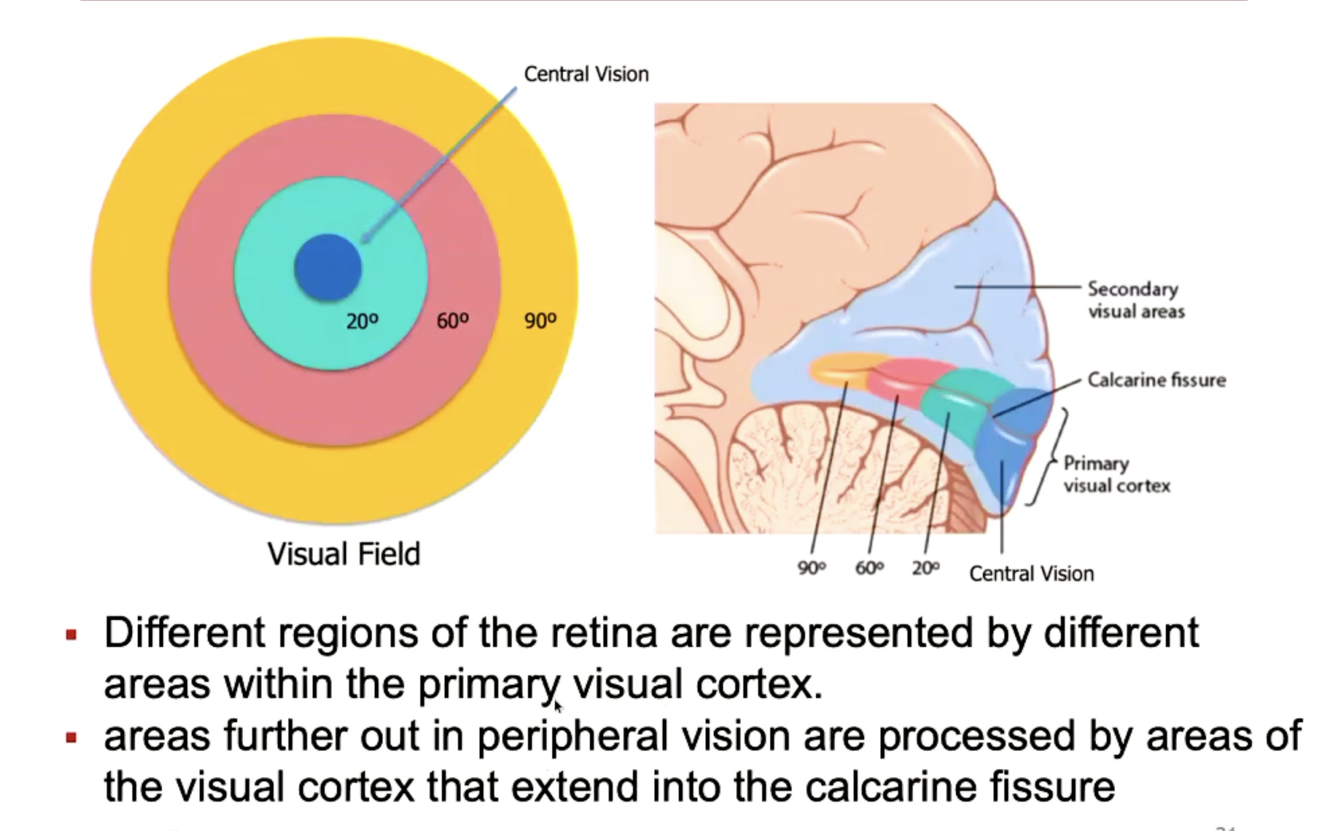 <p>Occupues the medial and lateral parts of the occipital lobe at the posterior of the brain.<br><br>Receives sensory info from retina.</p><p></p><p>The left and right visual fields are projected to the contralateral hemisphere (right visual field comes from left hemisphere).</p><p>Light stimulus from the external environment from both visual fields stimulate the corresponding area of the retina within the eye.</p><p></p><p>Different regions of the retina are represented by different area within the primary visual cortexz. The central vision has the alrgest region dedicated to the PVC, more neurones within this area opposed to outer regions. </p><p></p><p>Within the PVC, neurones show orientation selectivity. A straight vertical line leads to most neurones firing, opposed to horizontal line having the least, and specific neurones fire for only specific orientations.</p>