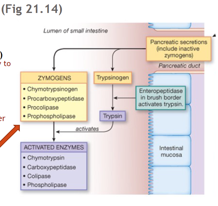 <p>Pancreatic enzymes</p>