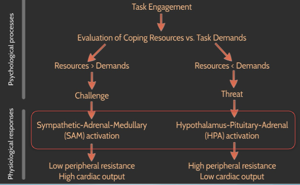 <p><span style="background-color: transparent;">Motivated Performance Situation → task engagement → evaluation of coping resources vs task demands</span></p>