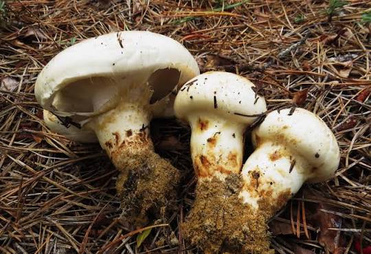 <p>Matsutake</p>