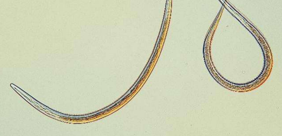 <p>přežvýkavci</p>