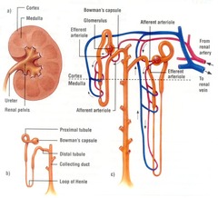 <p>◻ Kidneys (2) ◻ Ureters (2) ◻ Bladder ◻ Urethra</p>