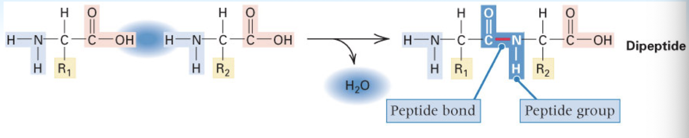 <p>water removed when two amino acids combined in order to form a peptide bond —> forms dipeptide chain</p><p>as more amino acids added —> formed polypeptide chain</p>