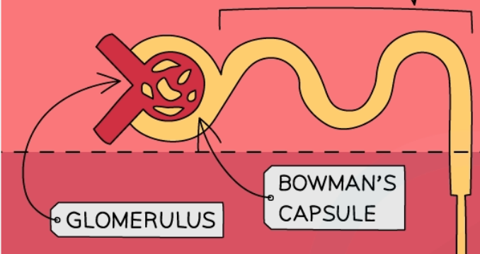 <p>In the glomerulus & Bowman’s capsule </p>