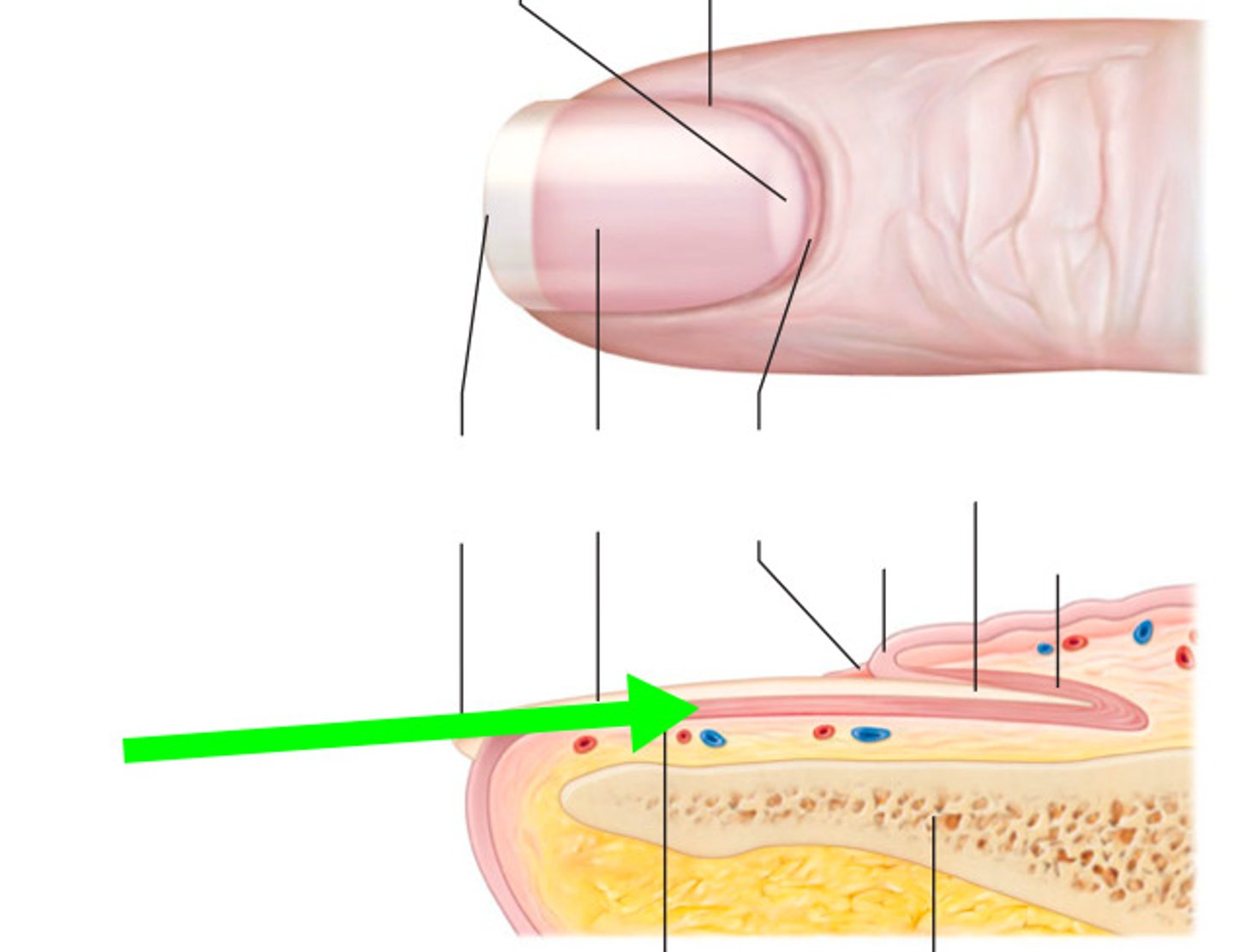 <p>the epidermal layer just below the nail body</p>