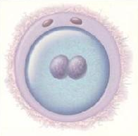 <p>Fertilized egg</p>
