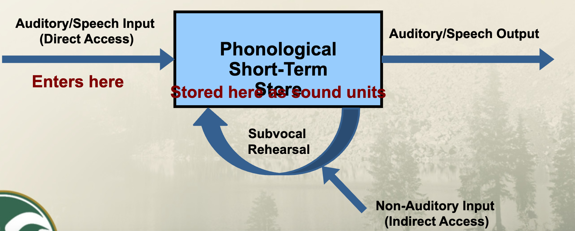 <p>Predicts similar-sounding information will be confused - Phonological similarity effect (similar sounding info more likely to be confused than dissimilar) </p>