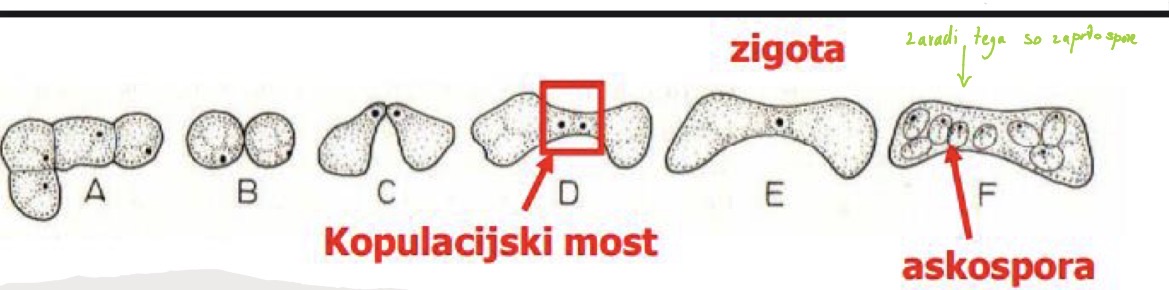 <p>Deblo ascomycota zaprtotrosnice</p><p>Razred ascomycetes</p><p>Red saccharomycetales kvasovke</p>