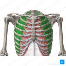 <ul><li><p>muscle of expiration </p><ul><li><p>pull the ribs down and in, compressing the thoracic cavity during forced expiration </p></li></ul></li></ul><p></p>