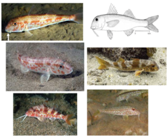 <p>Striped mullet</p>