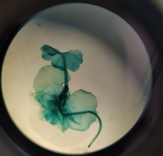 <ol><li><p>Name the phylum</p></li></ol><p></p>